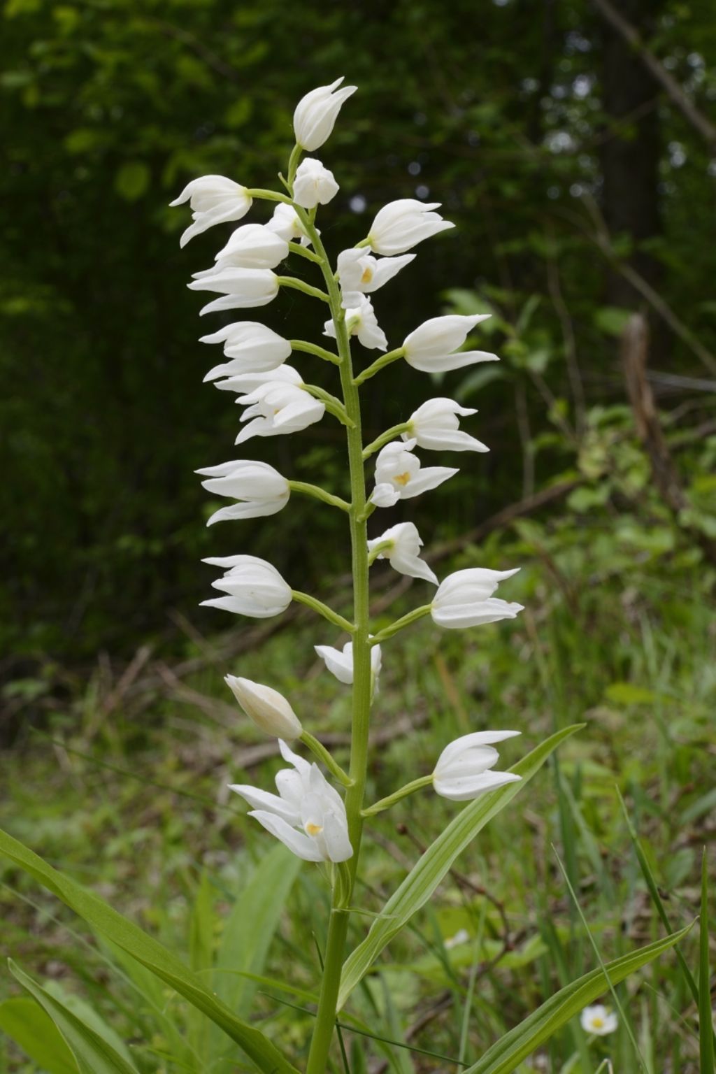 Cephalanthera longifolia